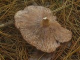 Lactarius vinaceorufescens image