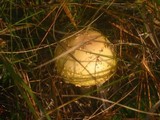 Amanita amerimuscaria image