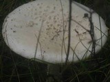 Amanita amerimuscaria image