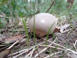 Lycoperdon molle image