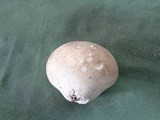 Lycoperdon molle image