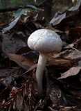 Agaricus californicus image