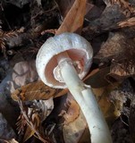 Agaricus californicus image