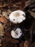 Agaricus californicus image