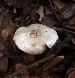 Agaricus californicus image
