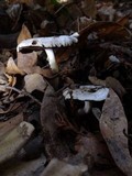 Agaricus californicus image