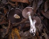 Agaricus californicus image