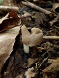 Helvella elastica image