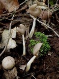 Helvella elastica image