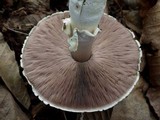 Agaricus arvensis image