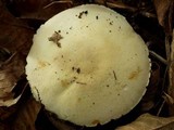 Agaricus arvensis image