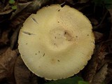 Agaricus arvensis image