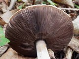 Agaricus arvensis image