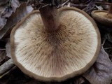 Paxillus involutus image