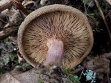 Paxillus involutus image