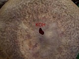 Paxillus involutus image