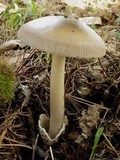 Amanita sect. Vaginatae image