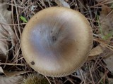Amanita sect. Vaginatae image