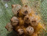 Gymnosporangium sabinae image