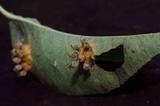 Gymnosporangium sabinae image