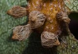 Gymnosporangium sabinae image