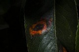 Gymnosporangium sabinae image