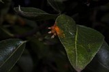 Gymnosporangium sabinae image