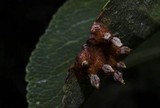 Gymnosporangium sabinae image