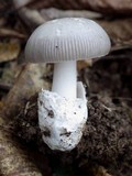 Amanita huijsmanii image