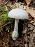 Amanita huijsmanii image