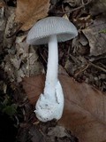 Amanita huijsmanii image