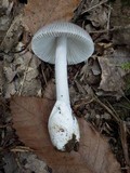 Amanita huijsmanii image