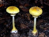 Amanita levistriata image