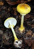 Amanita levistriata image