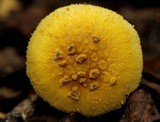 Amanita levistriata image