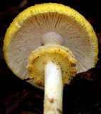 Amanita levistriata image