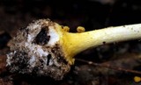 Amanita levistriata image