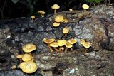 Gymnopilus praelaeticolor image