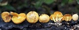 Gymnopilus praelaeticolor image