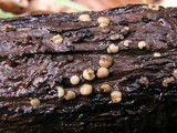 Graddonia coracina image