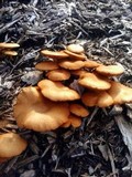 Gymnopilus aeruginosus image