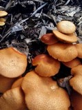 Gymnopilus aeruginosus image