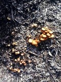 Gymnopilus aeruginosus image