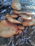 Gymnopilus aeruginosus image