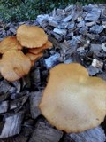 Gymnopilus aeruginosus image