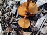 Gymnopilus aeruginosus image
