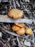 Gymnopilus aeruginosus image