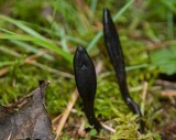 Geoglossum difforme image