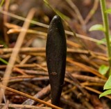 Geoglossum difforme image