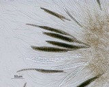 Geoglossum difforme image